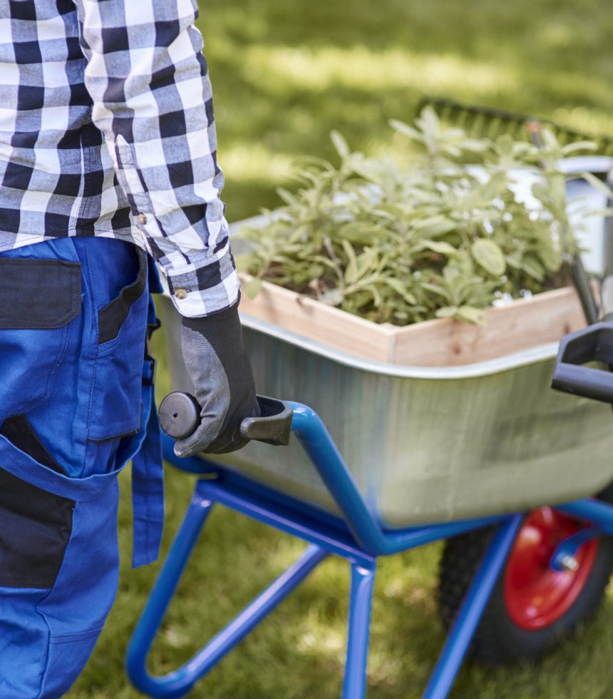 Unrecognizable man psushing wheelbarrow full of seedling